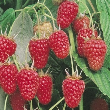 tulameen malna